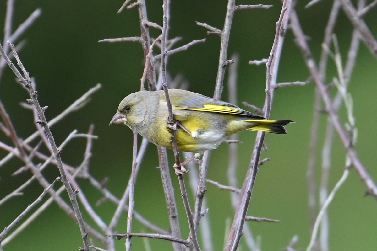 European Greenfinch - ML644987536