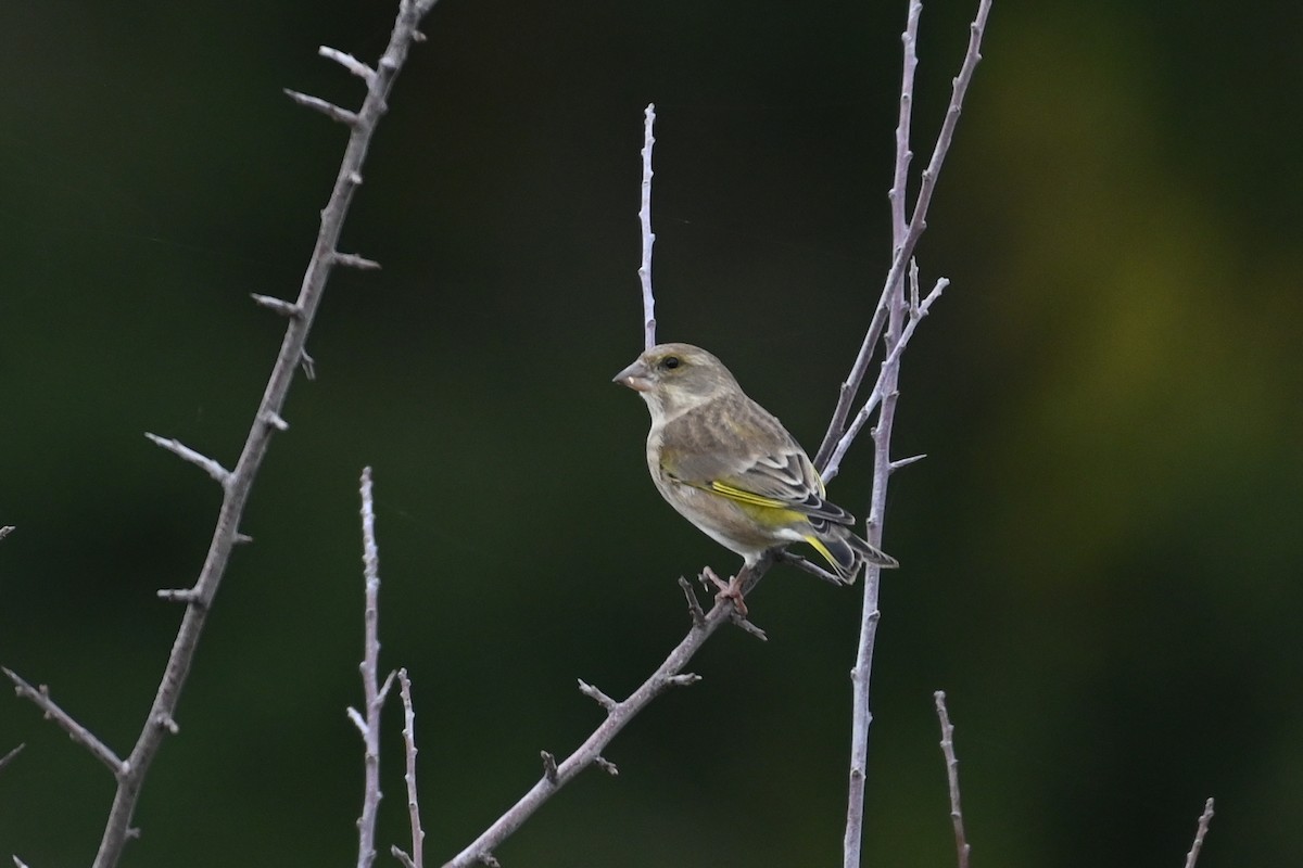 European Greenfinch - ML644987537