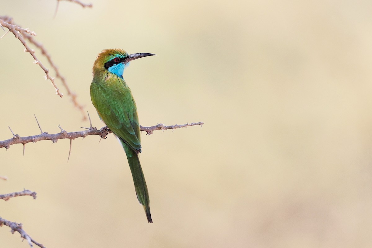 Arabian Green Bee-eater - ML644987543