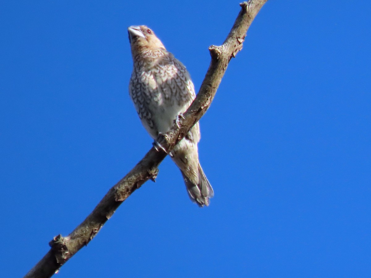 Scaly-breasted Munia - ML644987544
