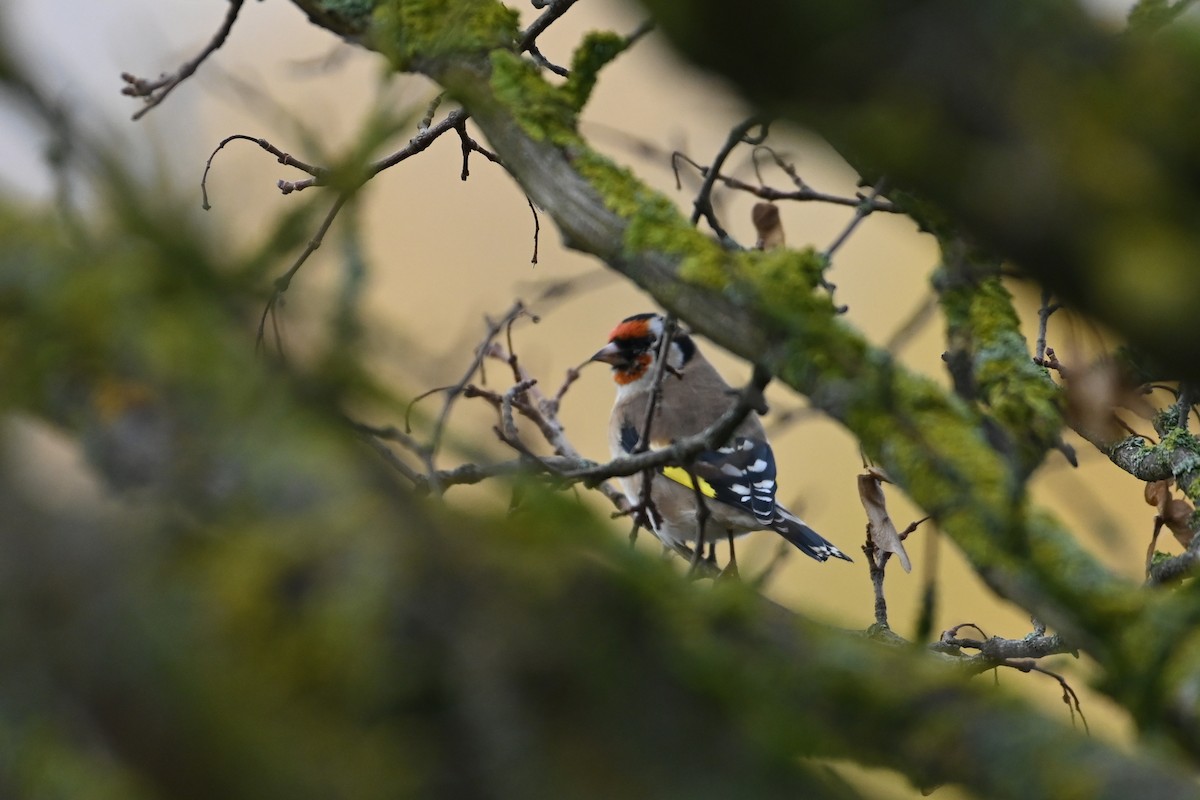European Goldfinch - ML644987545
