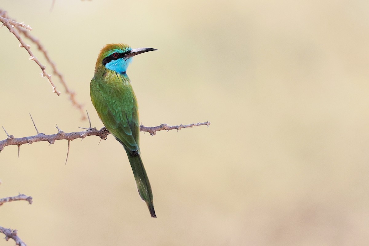 Arabian Green Bee-eater - ML644987549