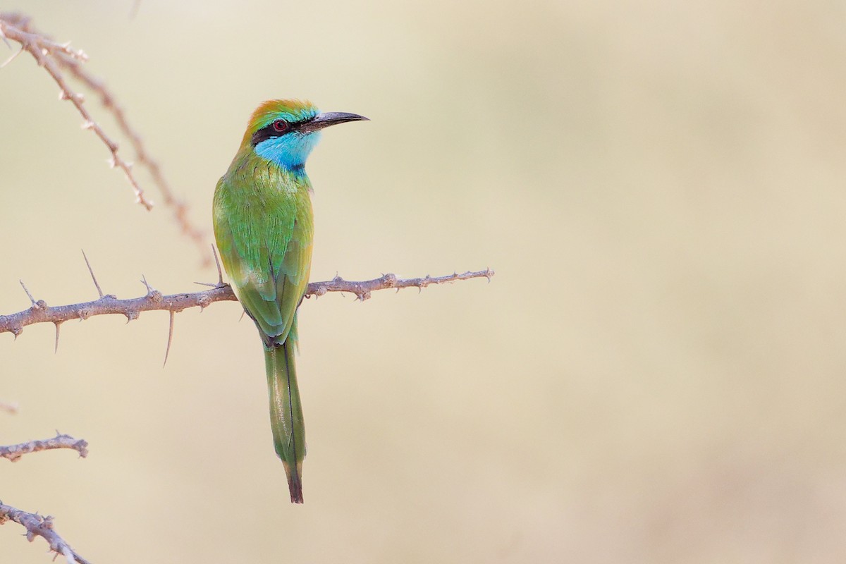 Arabian Green Bee-eater - ML644987550