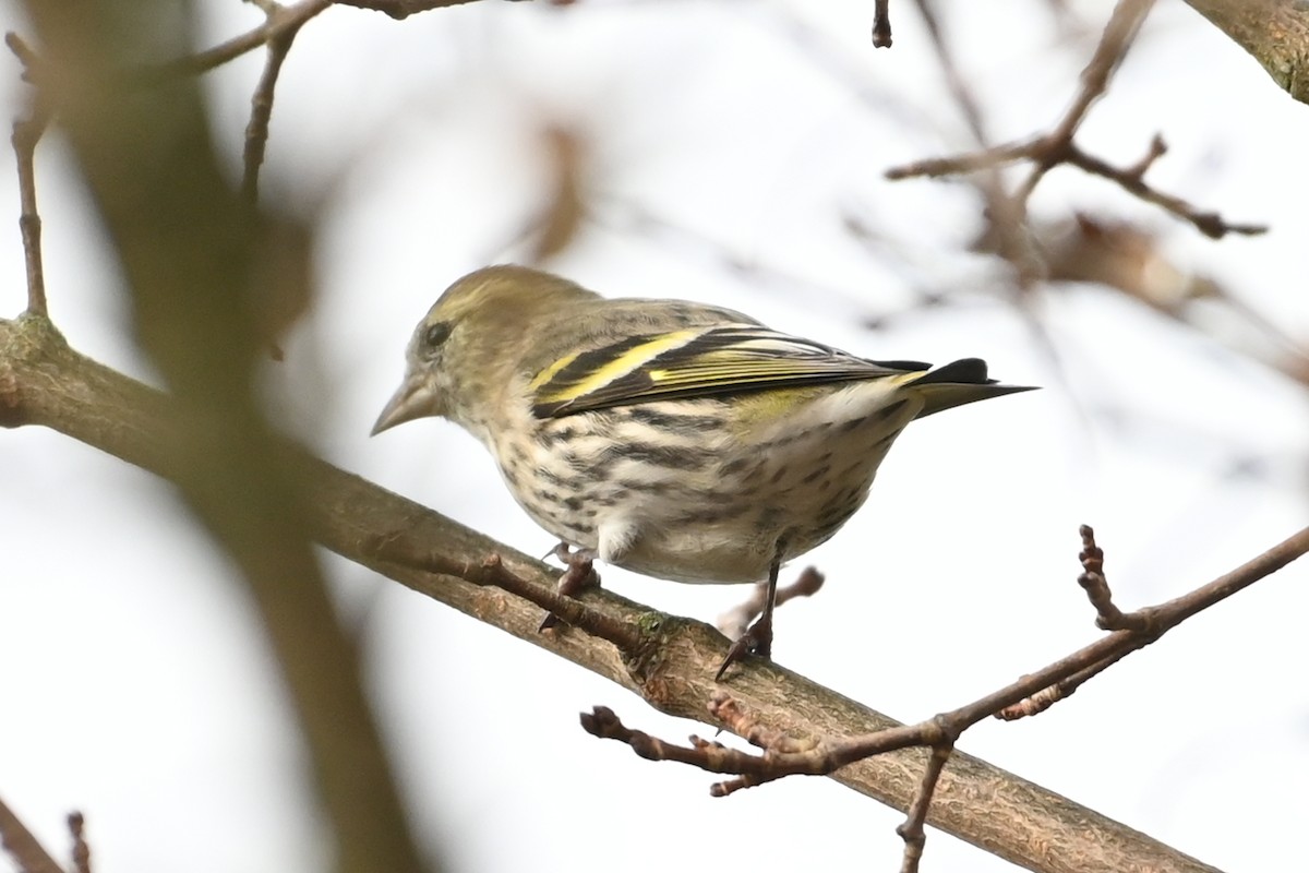Eurasian Siskin - ML644987551