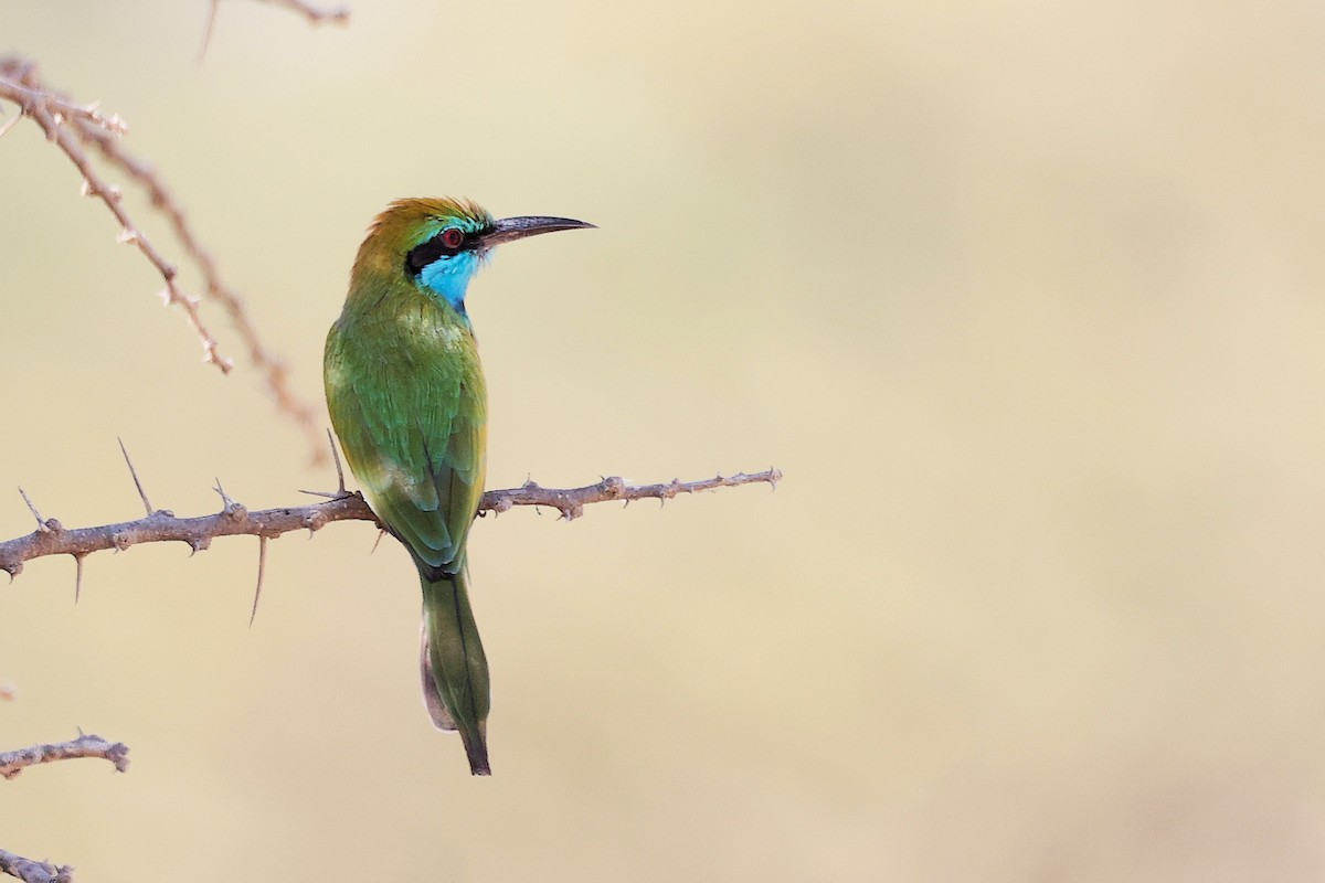 Arabian Green Bee-eater - ML644987552
