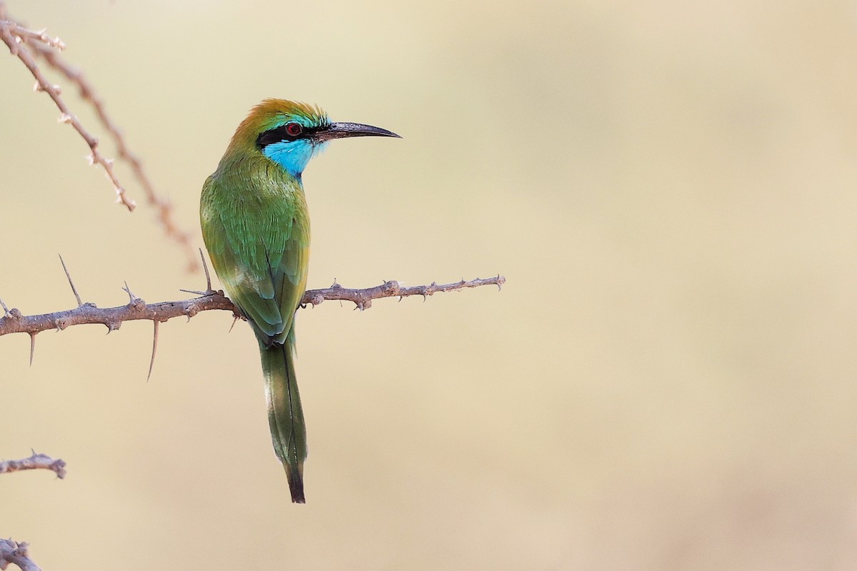 Arabian Green Bee-eater - ML644987555