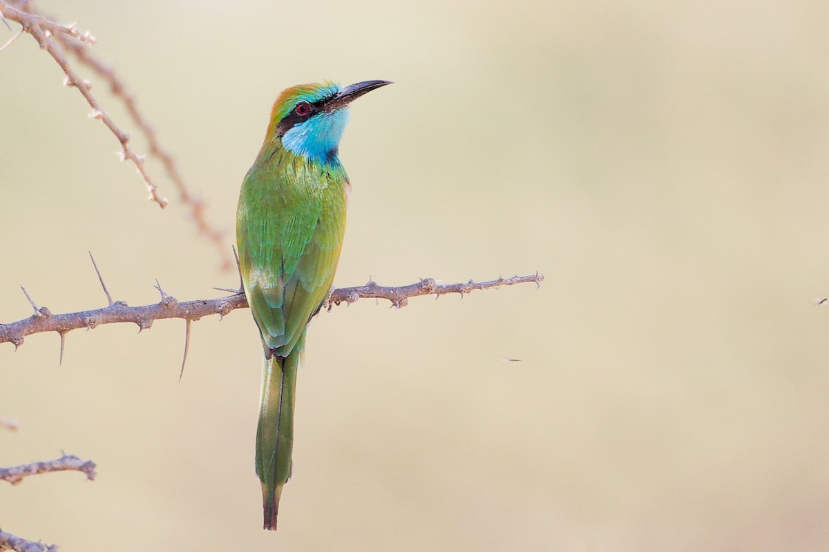 Arabian Green Bee-eater - ML644987556