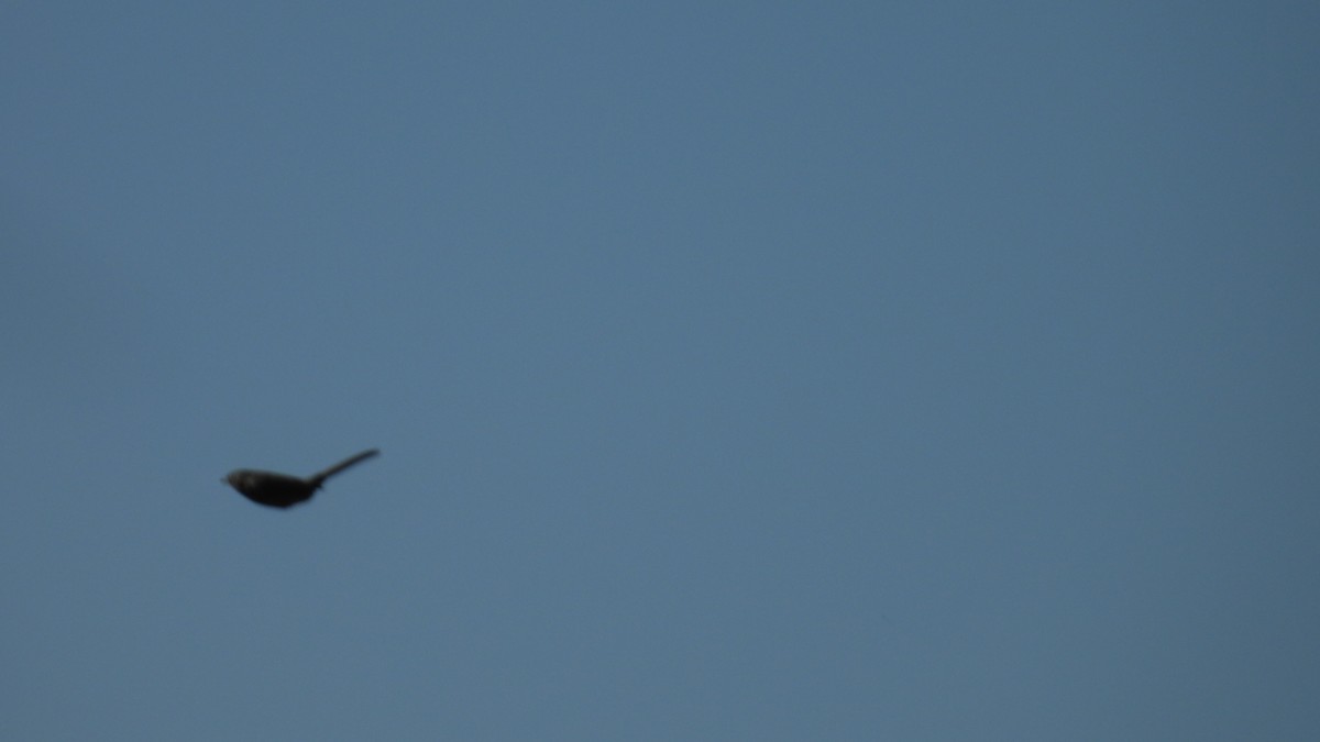 Etze-txinboa - ML644987559