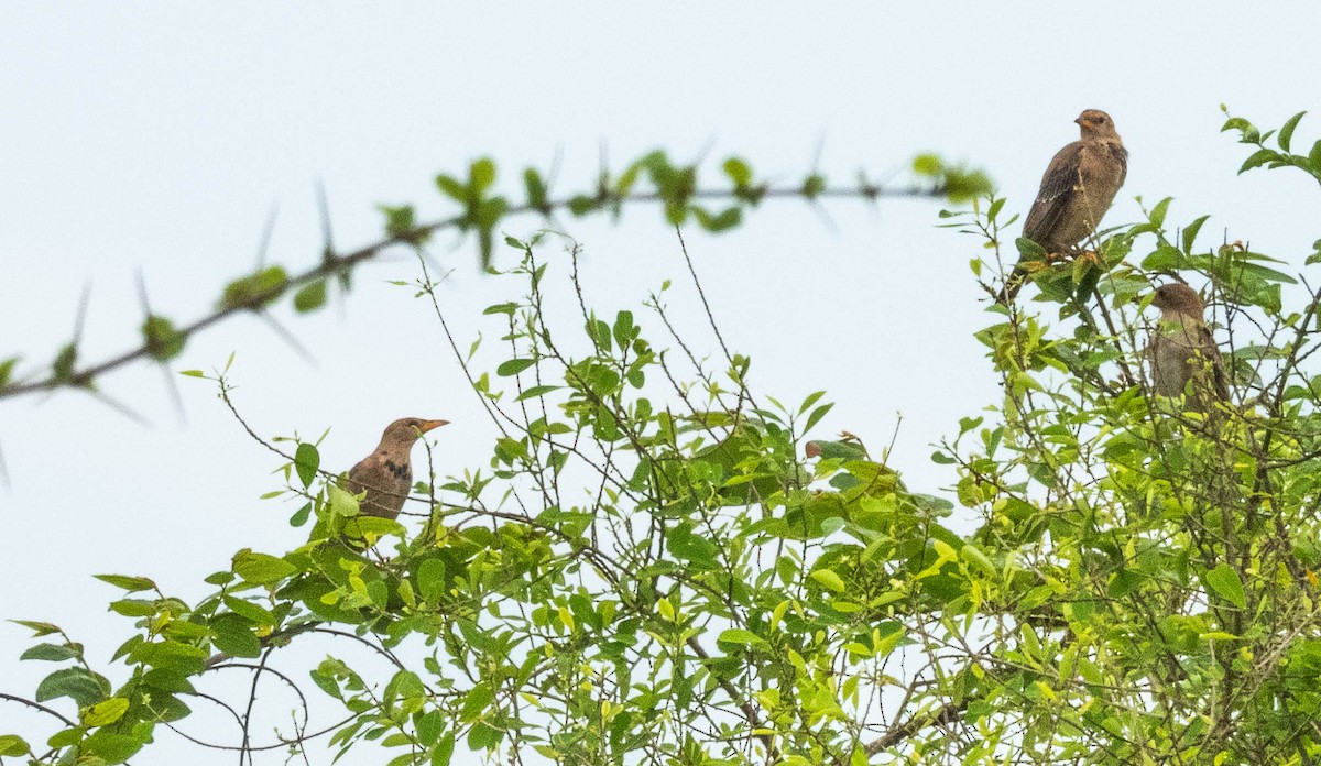 Rosy Starling - ML644987575