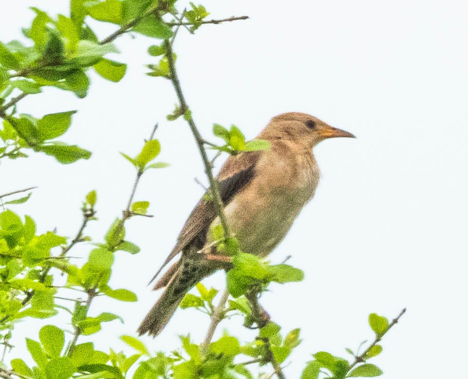 Rosy Starling - ML644987576