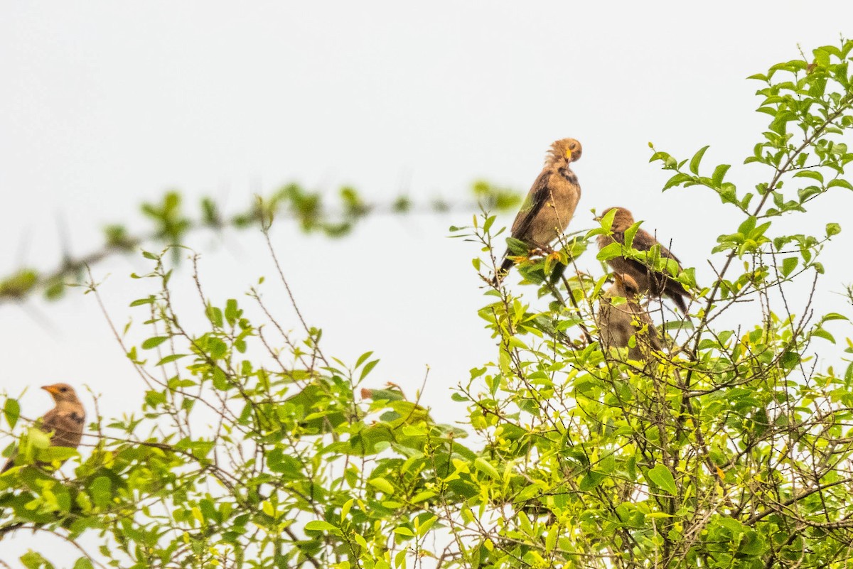 Rosy Starling - ML644987577