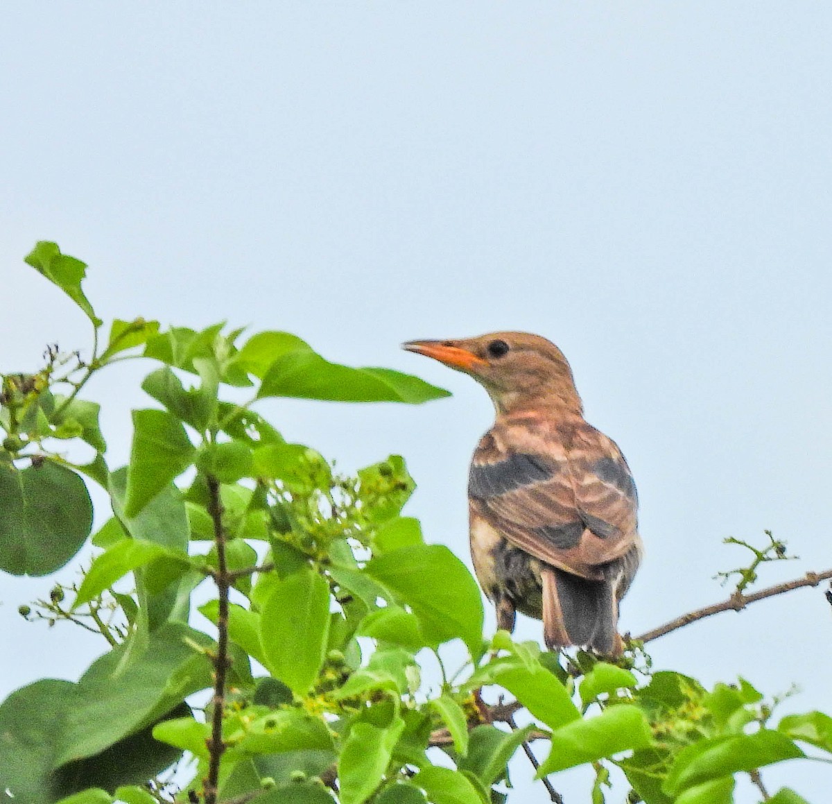 Rosy Starling - ML644987578