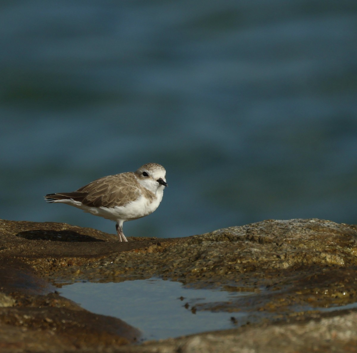White-faced Plover - ML644987582