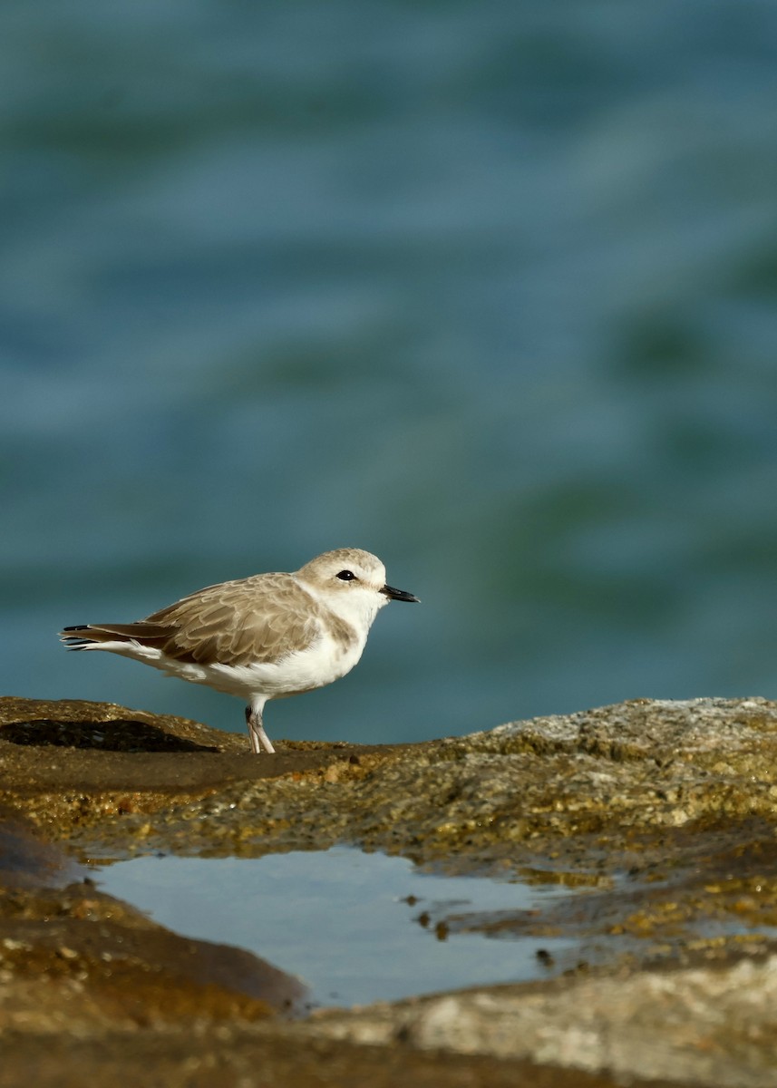 White-faced Plover - ML644987583