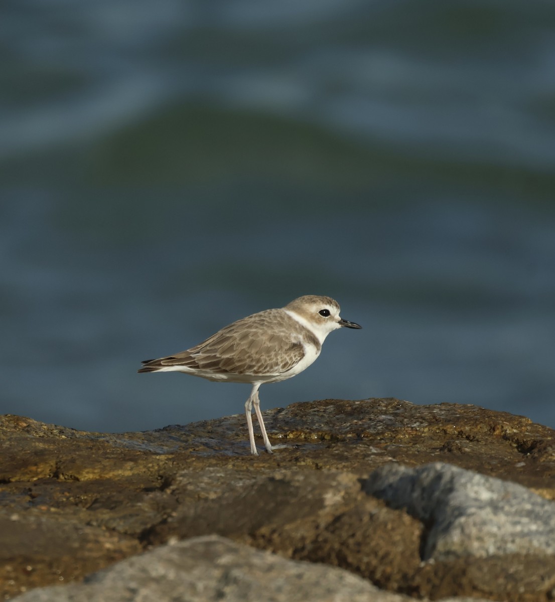 White-faced Plover - ML644987584