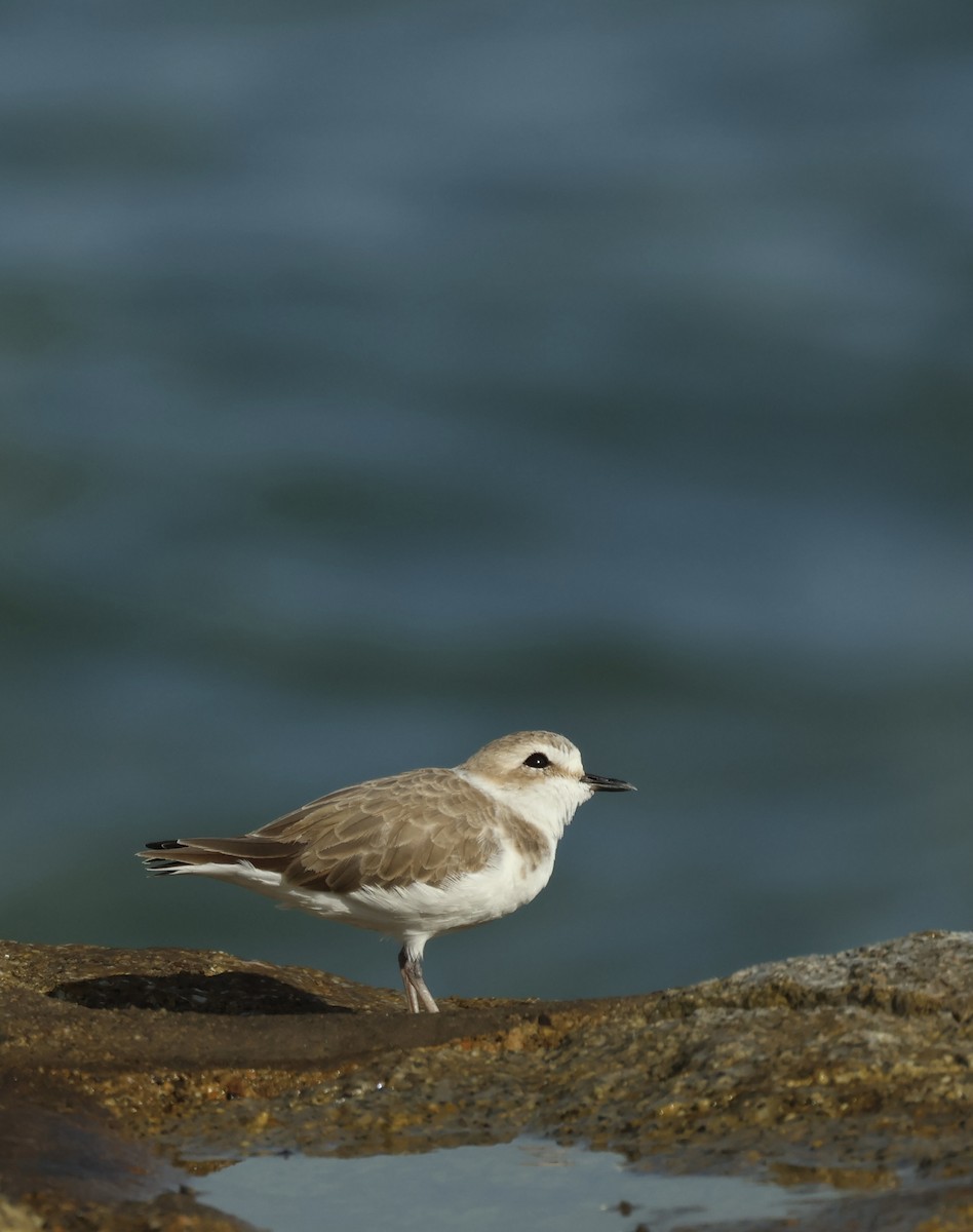White-faced Plover - ML644987585