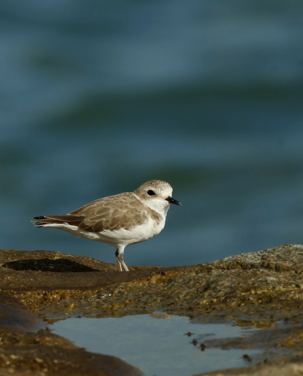 White-faced Plover - ML644987586