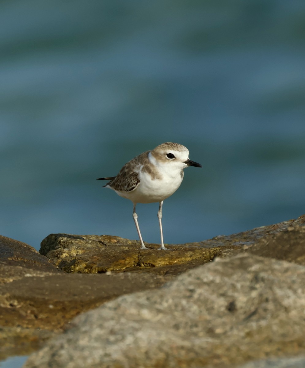 White-faced Plover - ML644987587