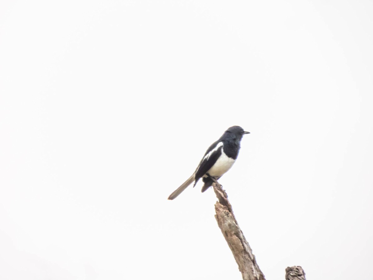 Oriental Magpie-Robin - ML644987625