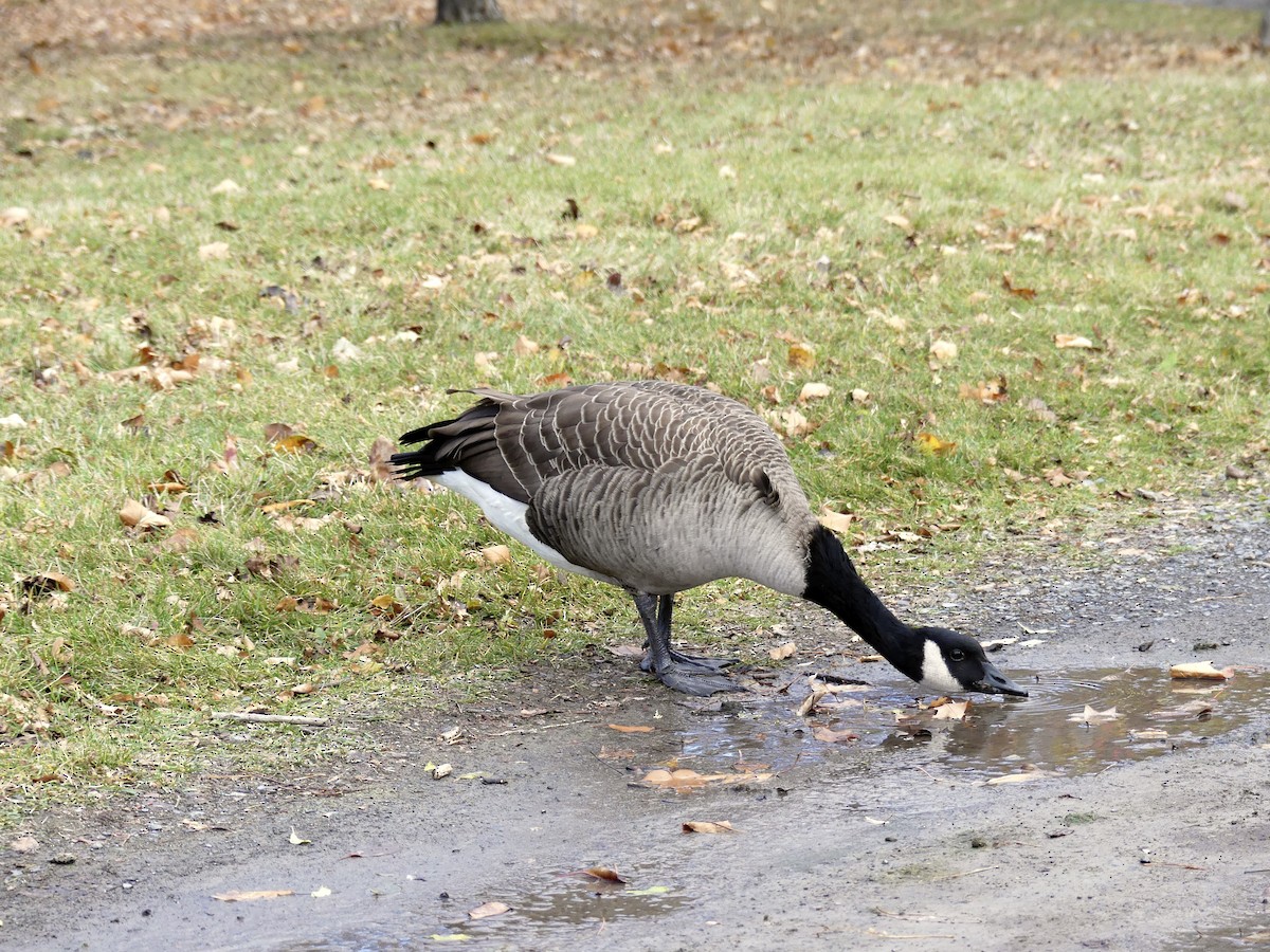 Barnacla Canadiense Grande - ML644987652