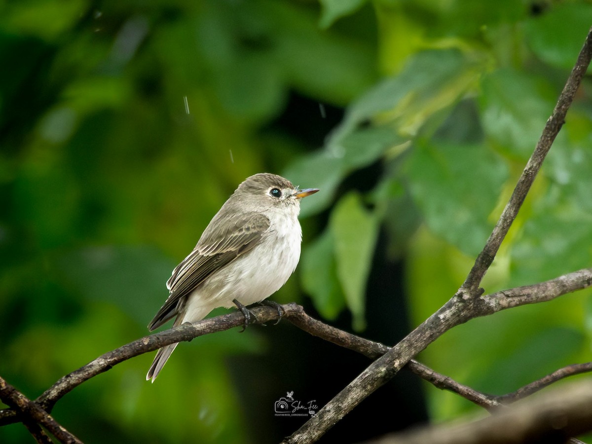 寬嘴鶲 - ML644987653