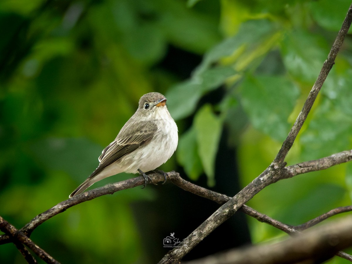 寬嘴鶲 - ML644987654