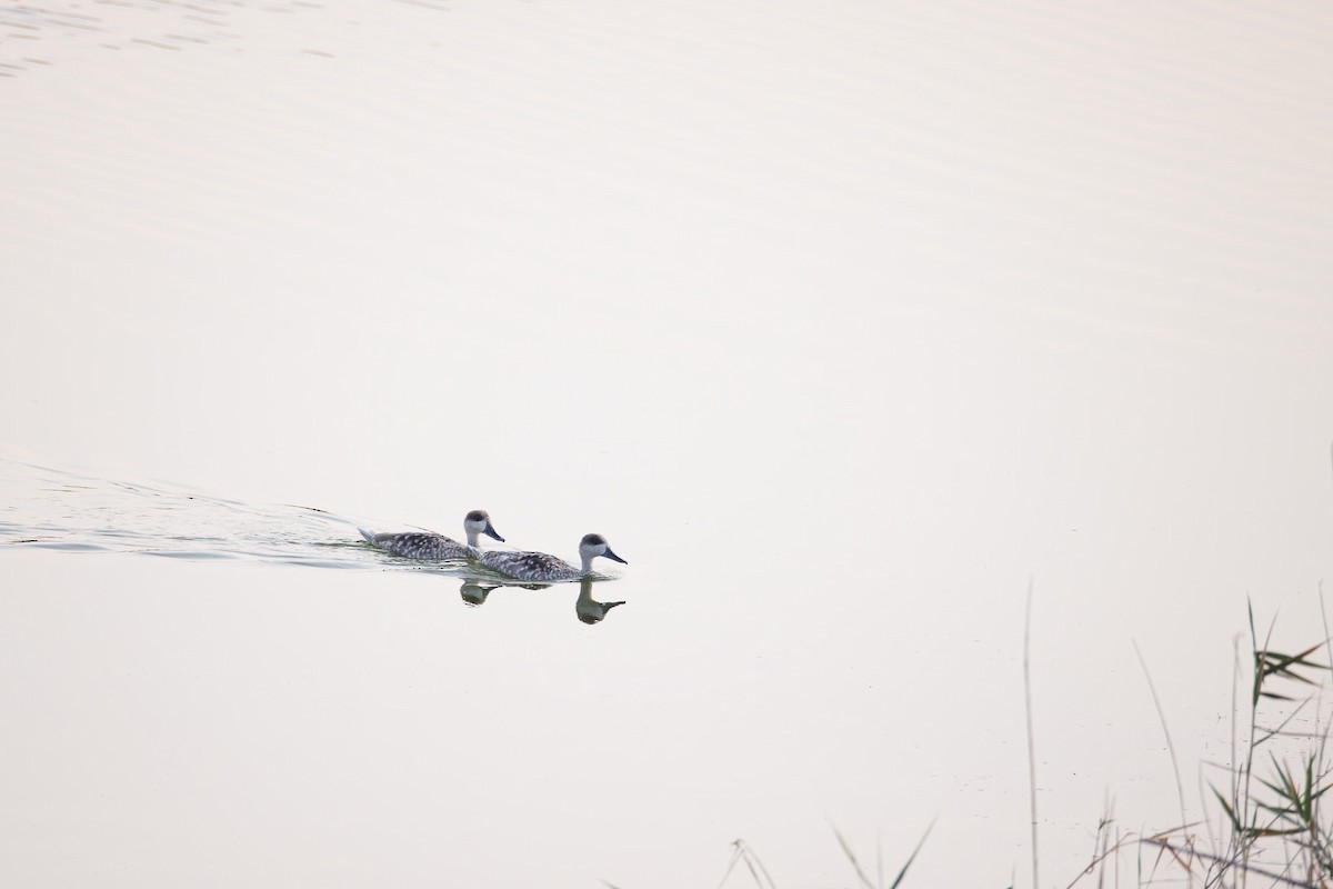 Marbled Duck - ML644987665