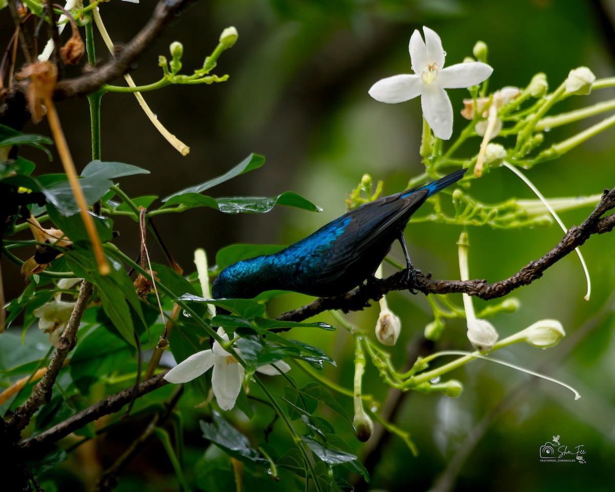 Purple Sunbird - ML644987674