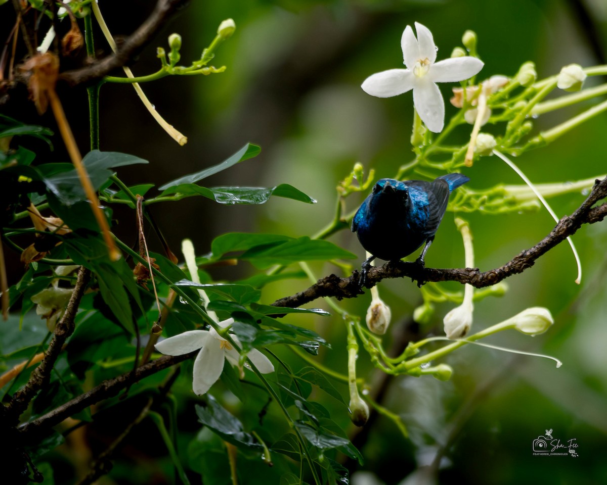 Purple Sunbird - ML644987675