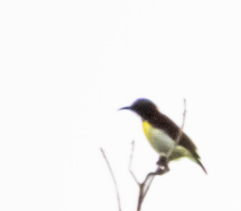 Purple Sunbird - ML644987679