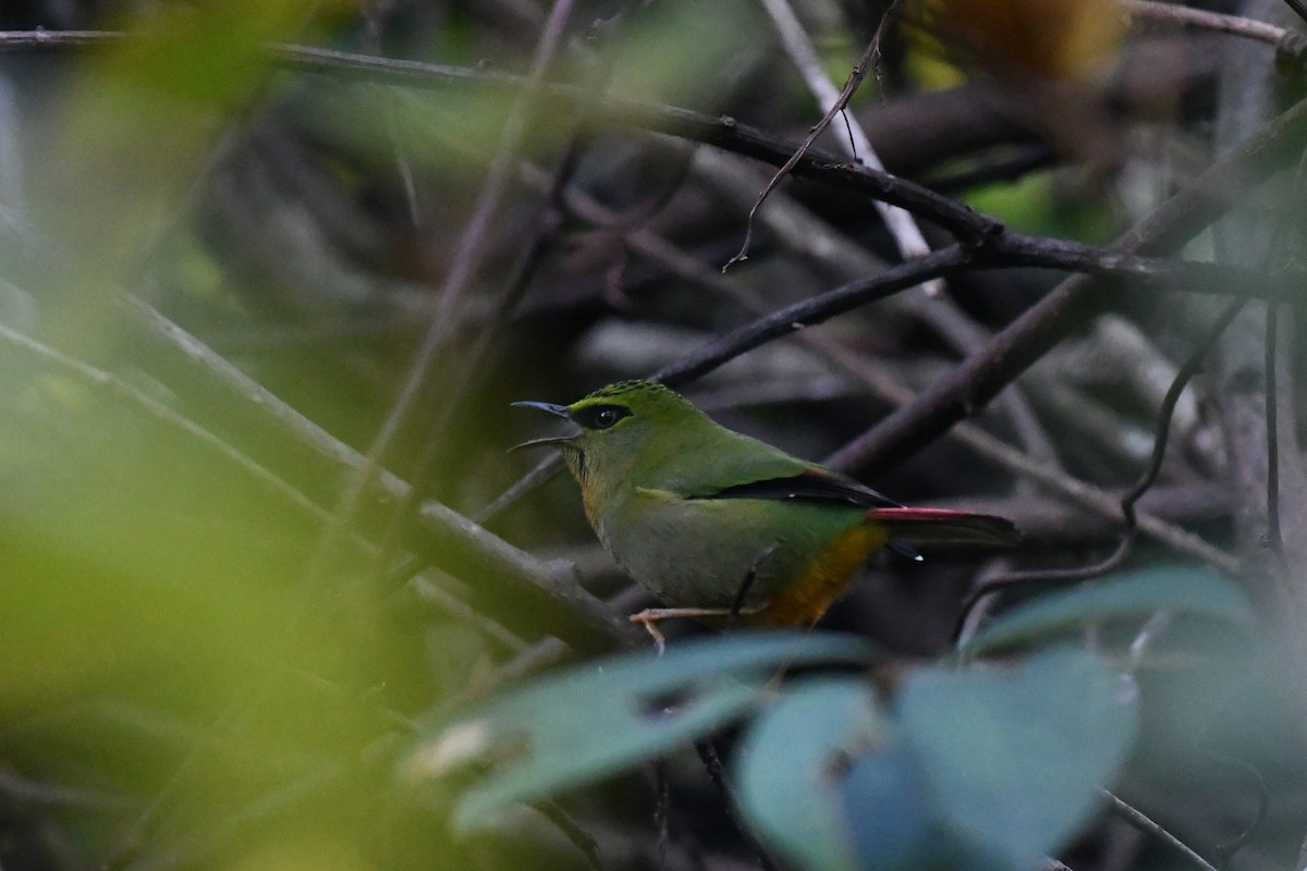 Fire-tailed Myzornis - ML644987680