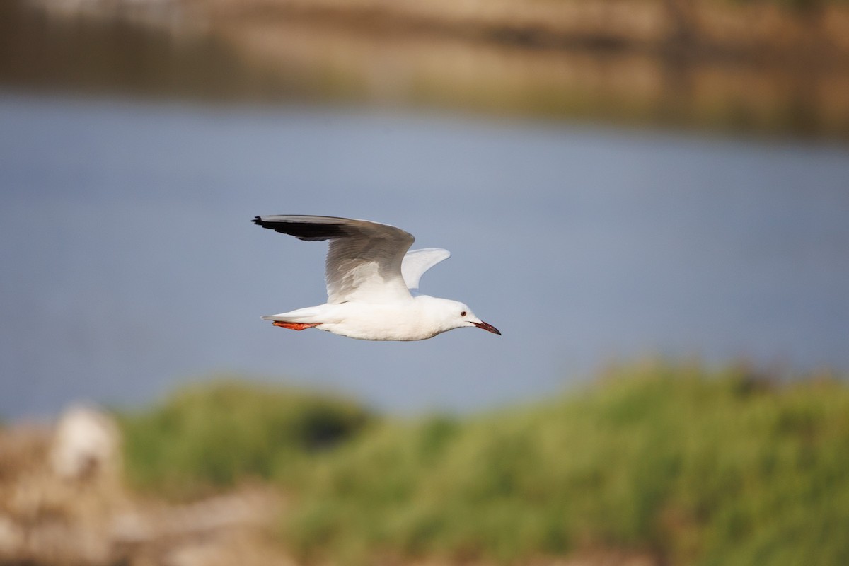 Slender-billed Gull - ML644987696