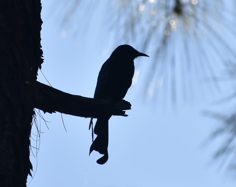 Hair-crested Drongo - ML644987697
