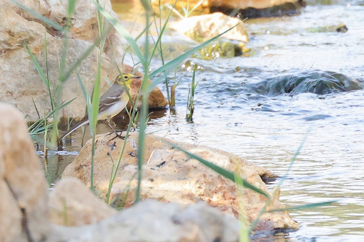 黃頭鶺鴒 - ML644987712