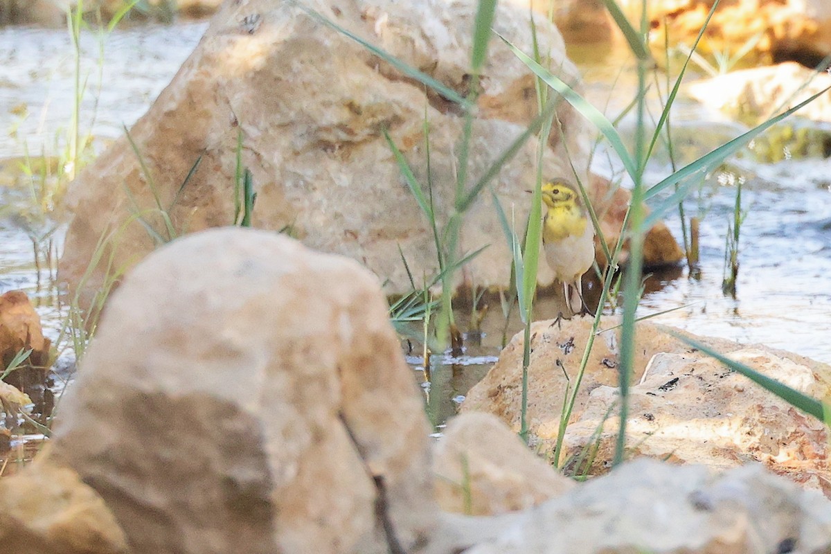 黃頭鶺鴒 - ML644987713