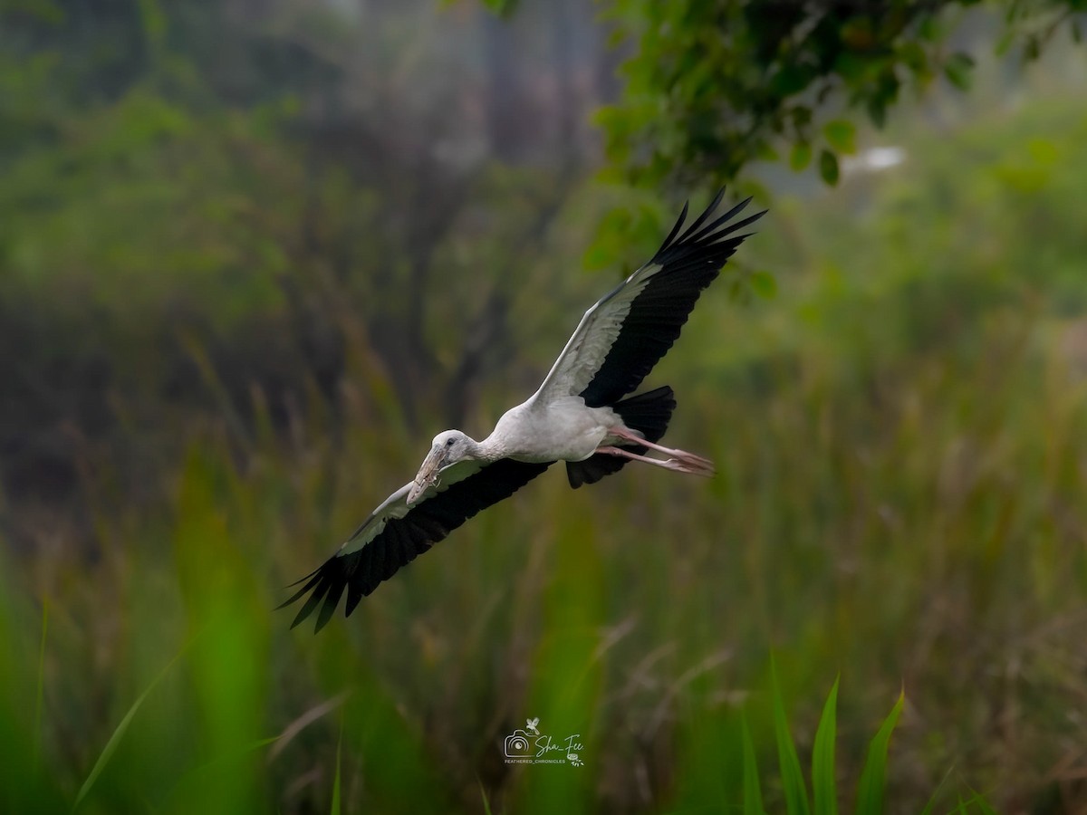 Asian Openbill - ML644987715