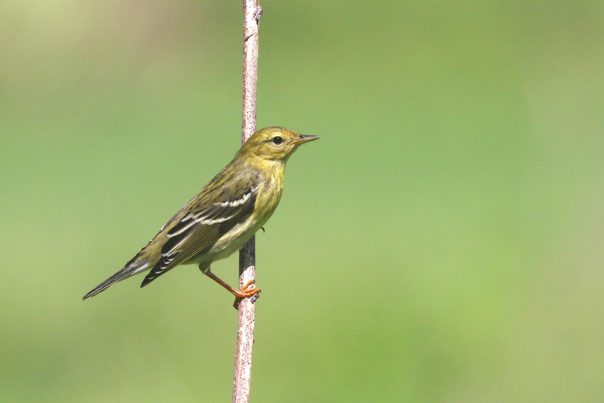 Blackpoll Warbler - ML644987716