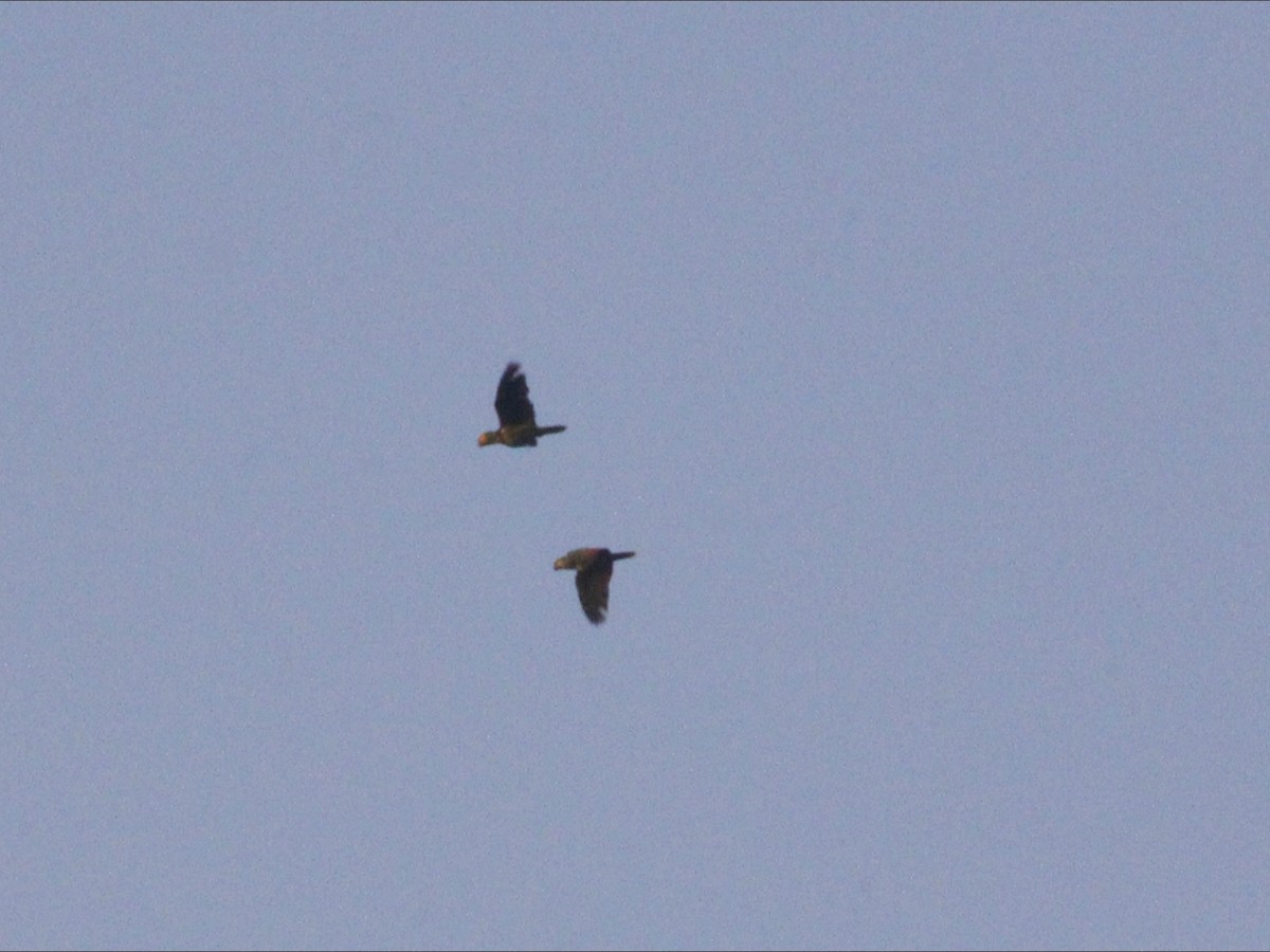 Turquoise-fronted Amazon - ML644987717