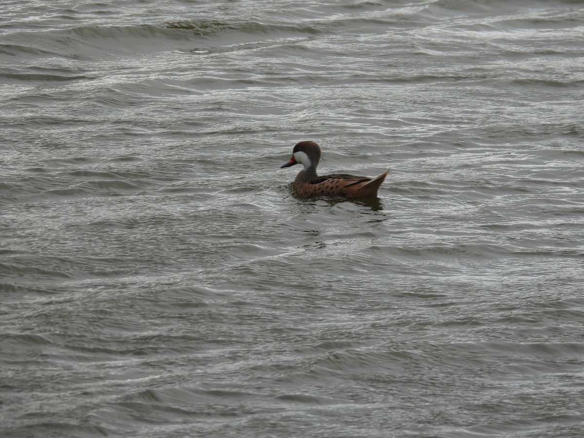 White-cheeked Pintail - ML644987778