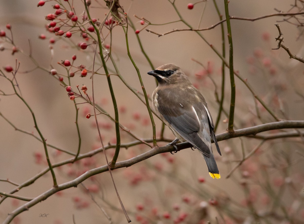 Cedar Waxwing - ML644987783
