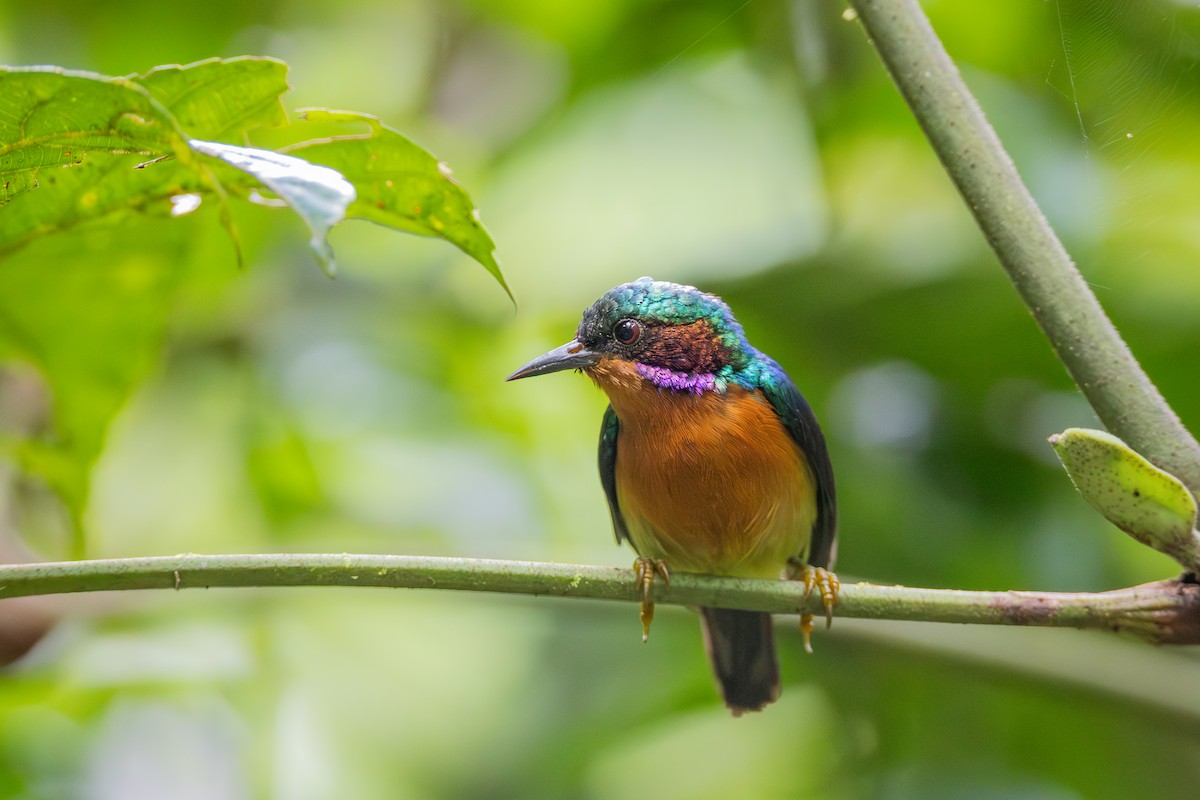 Ruby-cheeked Sunbird - ML644987788