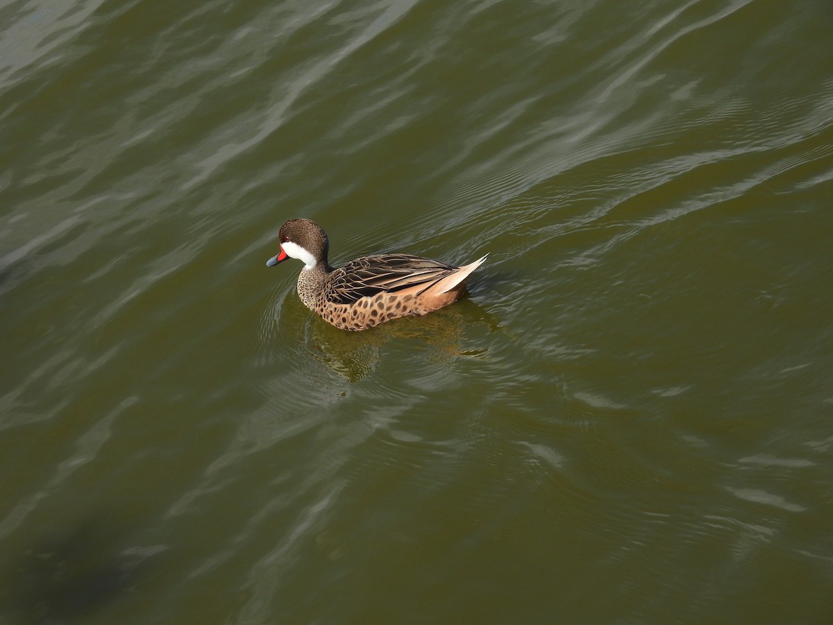 White-cheeked Pintail - ML644987793