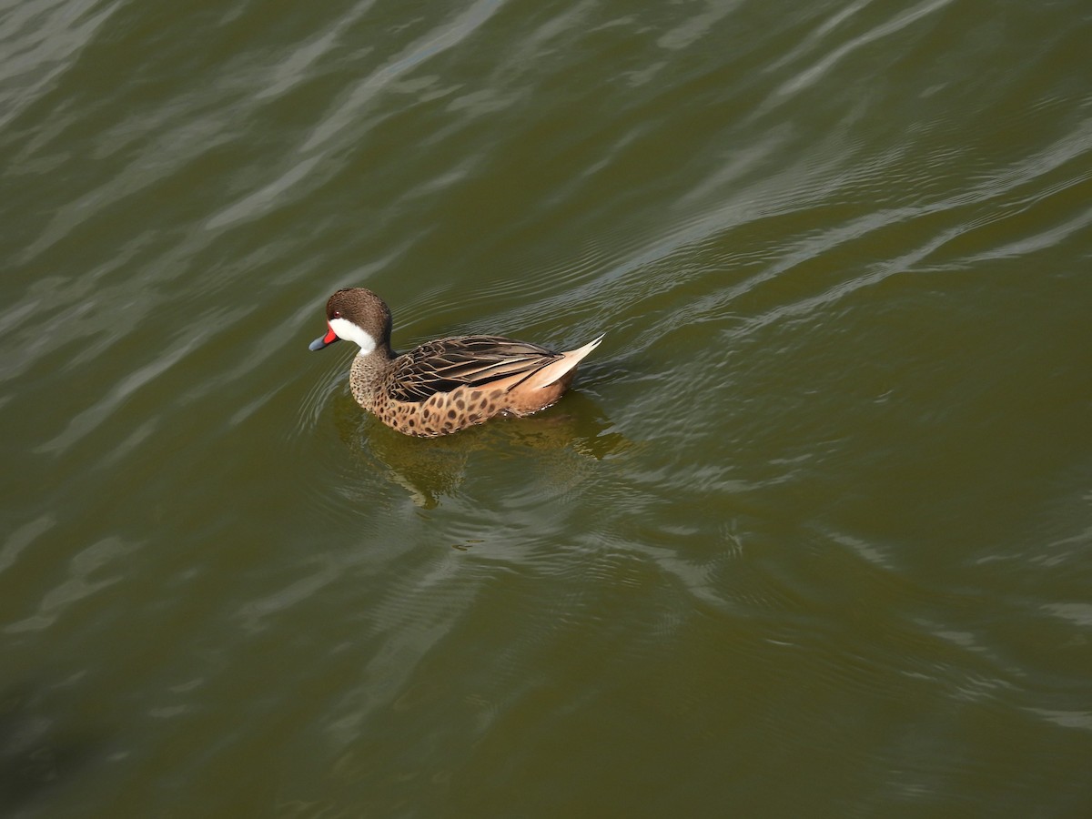 White-cheeked Pintail - ML644987794