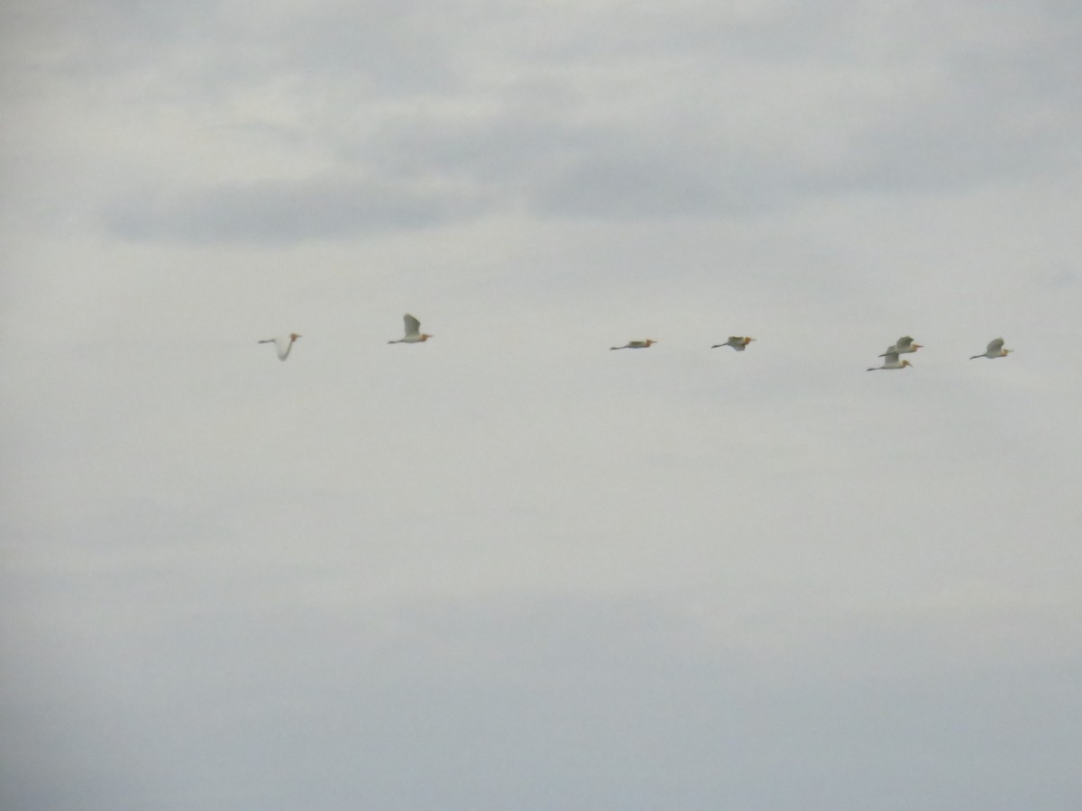 黃頭鷺 - ML644987808