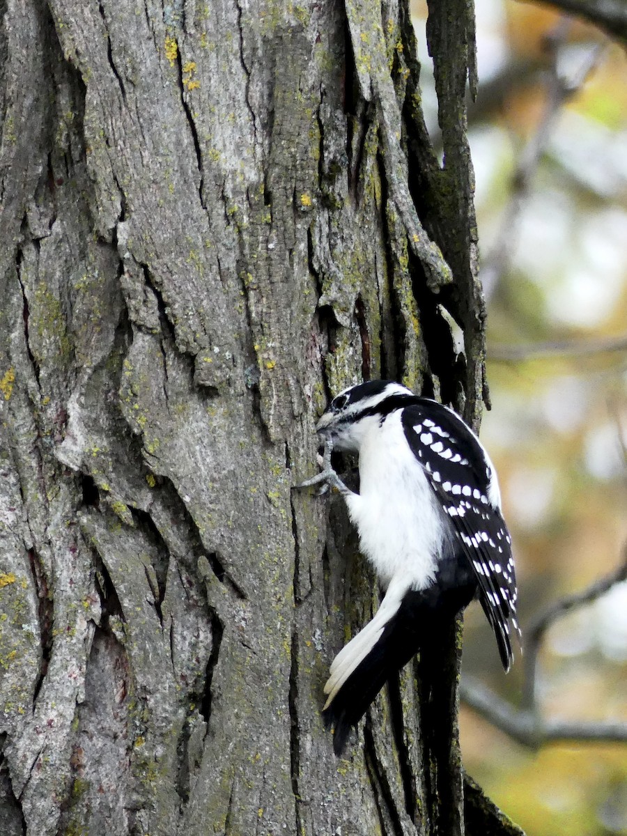 Hairy Woodpecker - ML644987811