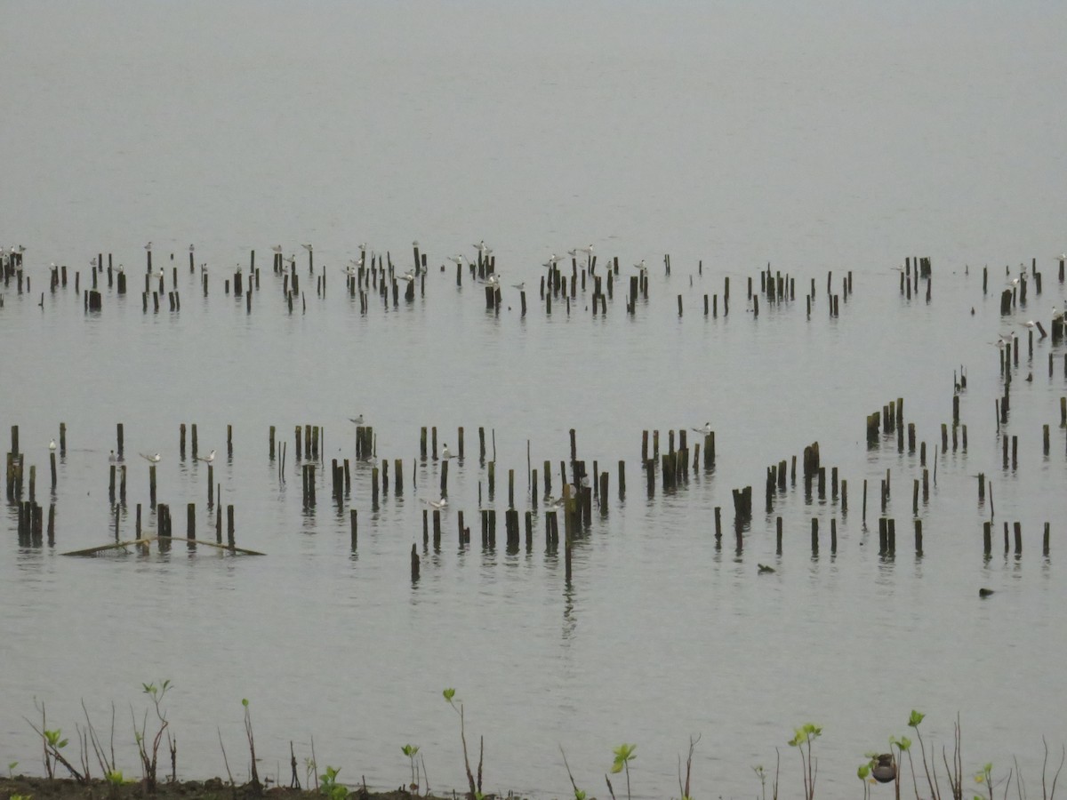 鳳頭燕鷗 - ML644987812