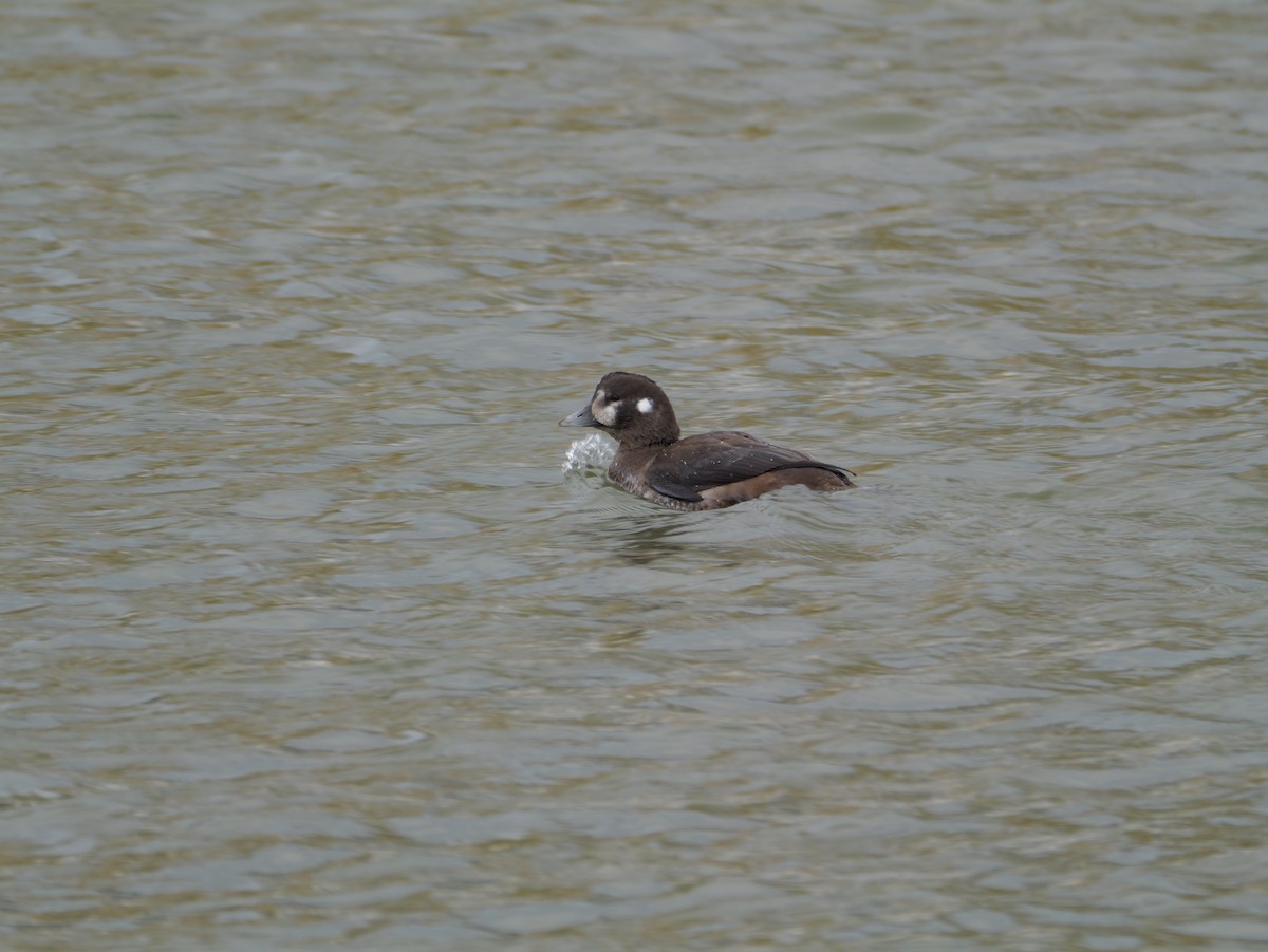 Harlequin Duck - ML644987813