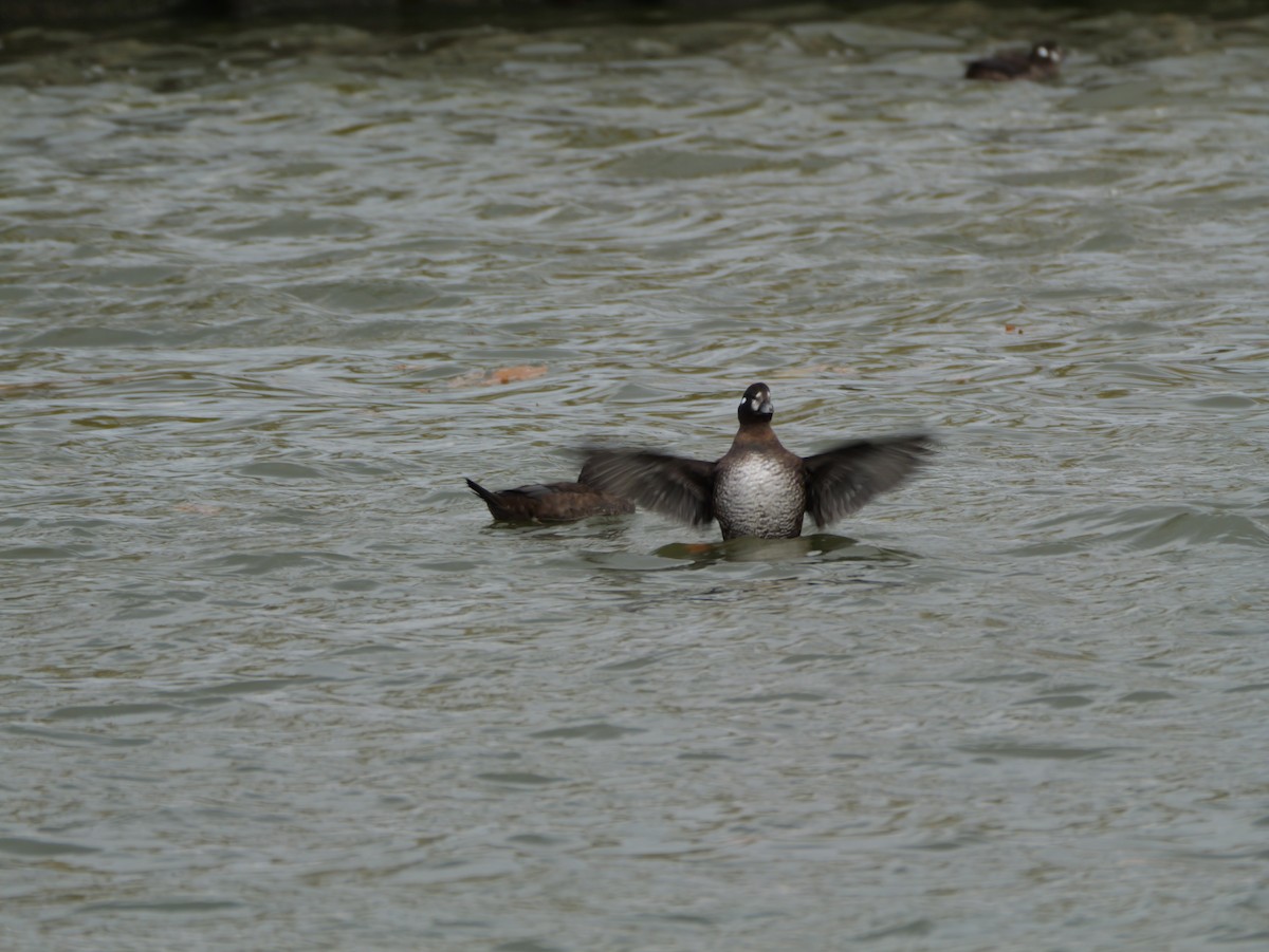 Harlequin Duck - ML644987814