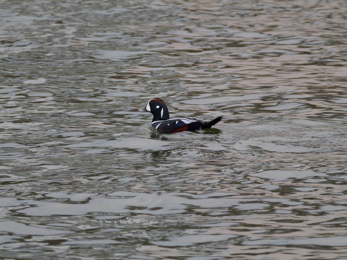 Harlequin Duck - ML644987815
