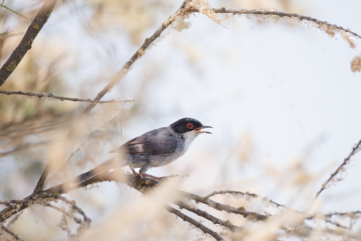 Sardinian Warbler - ML644987816